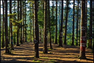 Bosque de Oma