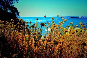 Diego Sepúlveda-FLICKR