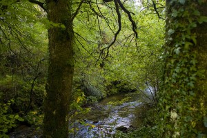 Ismael Alonso-FLICKR