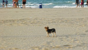 vicente_mb-FLICKR