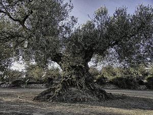 Josep Puighermanal-FLICKR