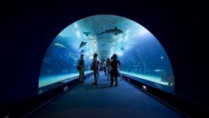 Hernán Piñera-FLICKR