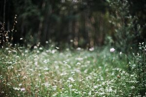 Adrià Ariste Santacreu-FLICKR