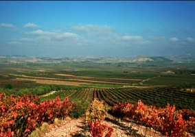 Viñedos en el Valle del Najerilla