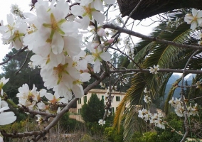 Paseo florido cercano a la piscina