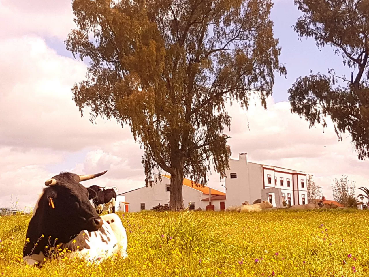 Finca Los Llanos- Casa Mayoral