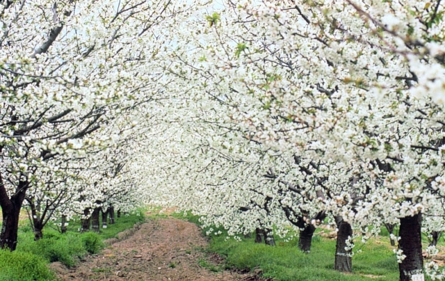 Paseo de cerezos en flor en el Valle del Jerte