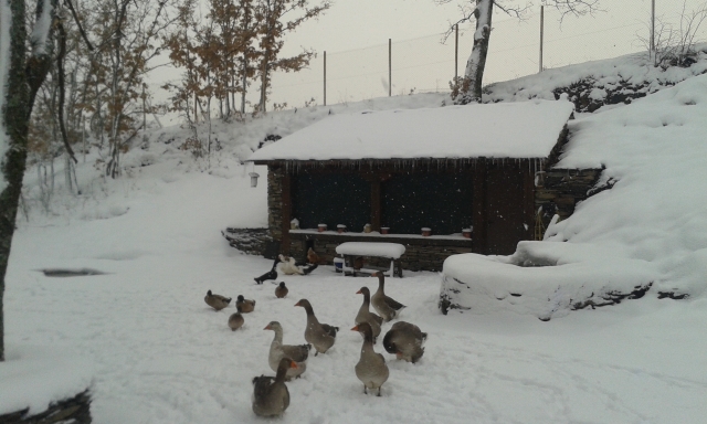 Gallinero