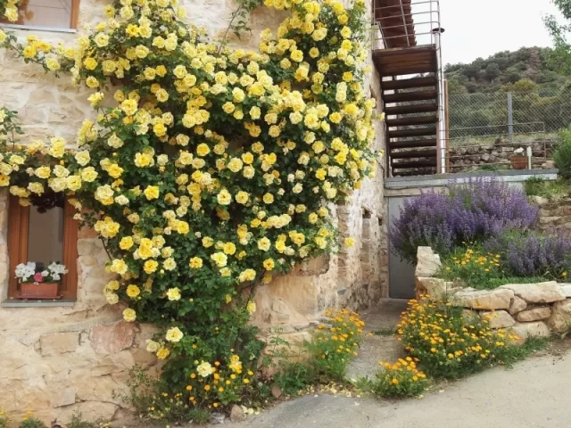 Los Lilos (Madera)