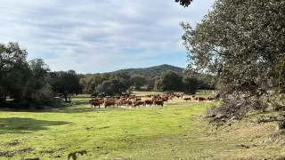 Valentina Betancur  dans son séjour à Complejo los Jarales- Suite Romance 6584_1