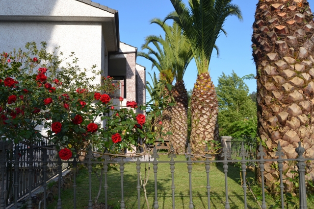 Vista zona terrazas y palmeras