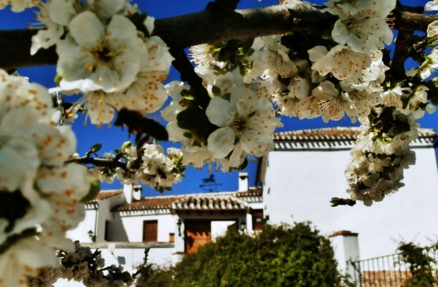 Flores y vistas a la fachada
