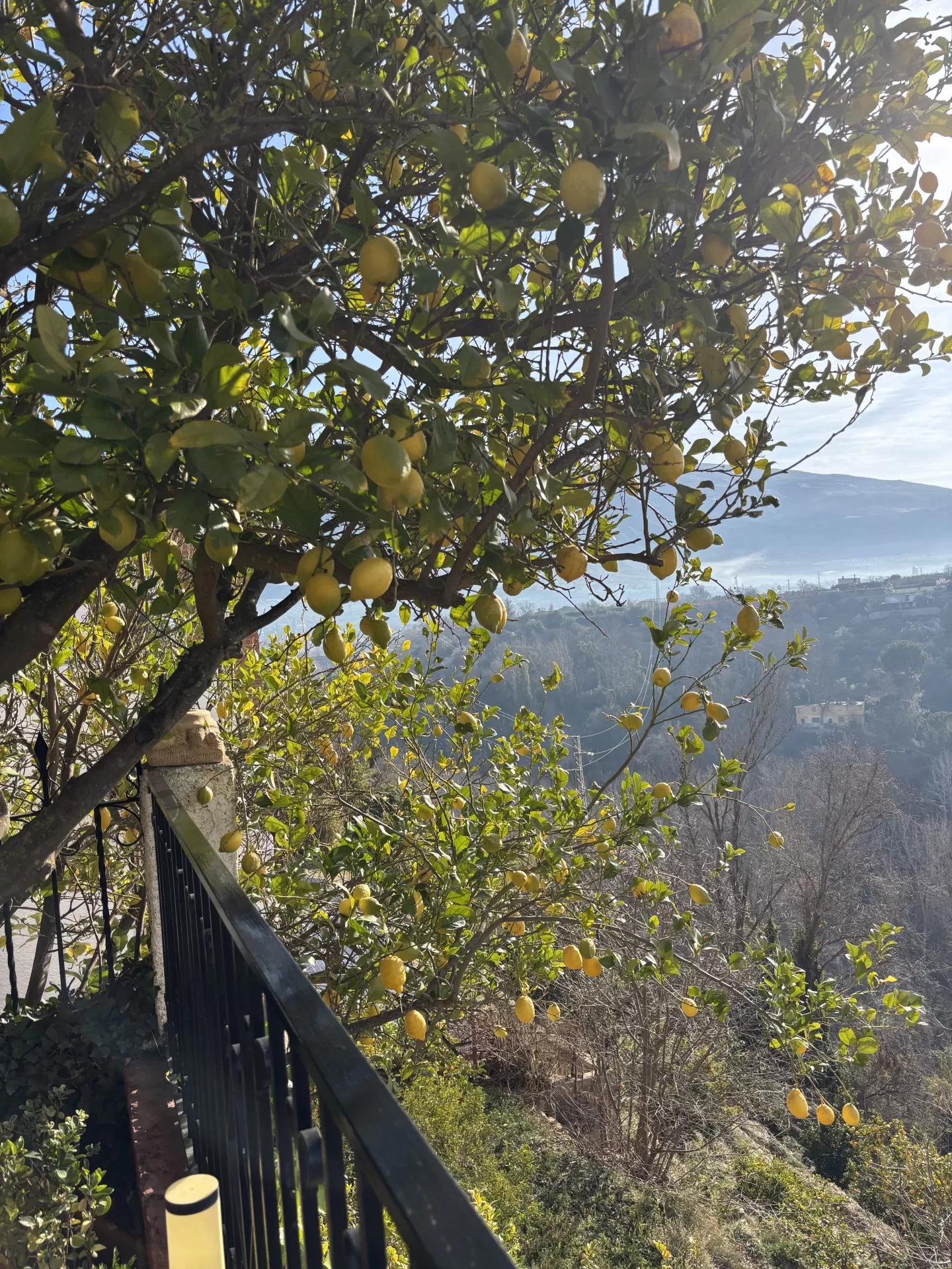 Alicia Caparrós López en su estacia en El Pino Azul 5678_2