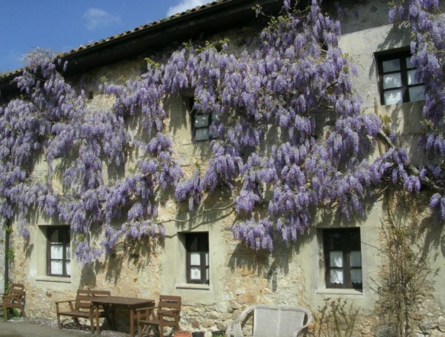 Vistas de la fachada con plantas