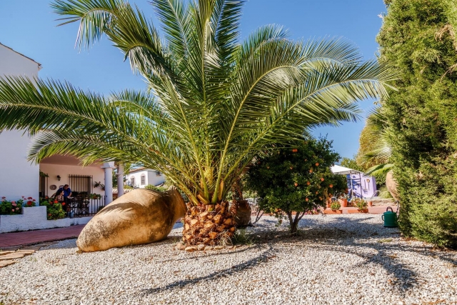 Amplio exterior con palmera