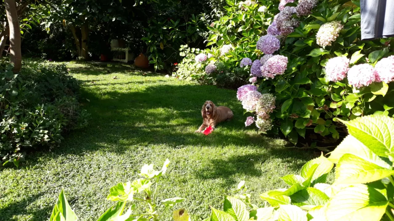 NICOLETA MUSAT en su estacia en La Casita de las Flores 2858_1