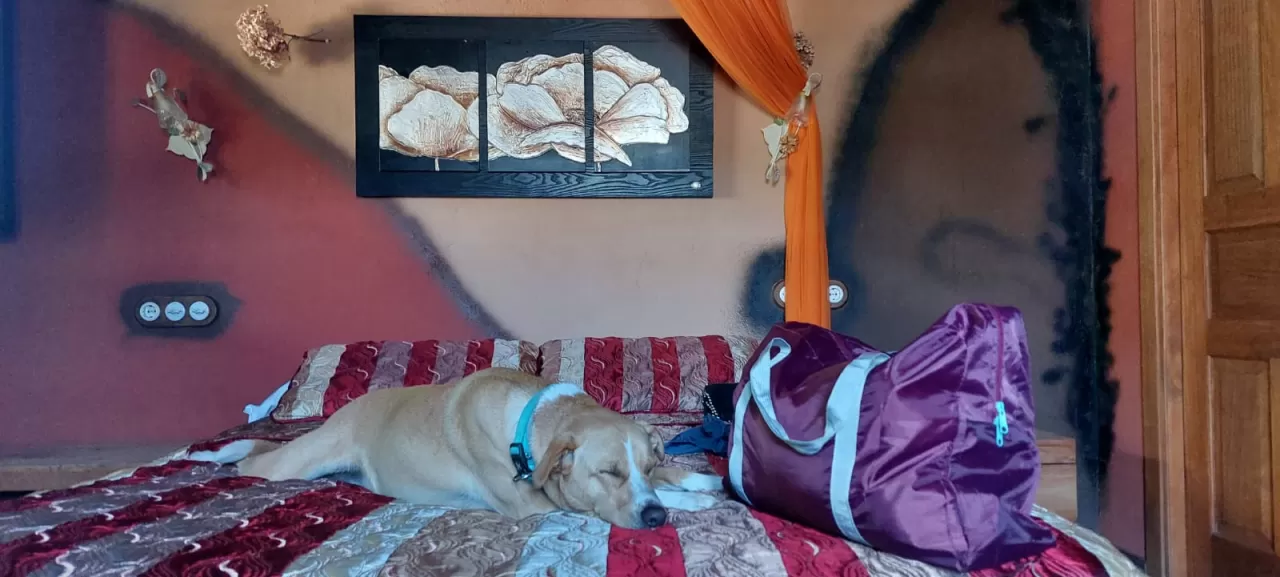 Beatriz pol Bruno in your stay in Cabaña Rural Lagua Rubia 6055_1