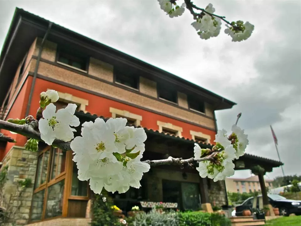 Labeondo 