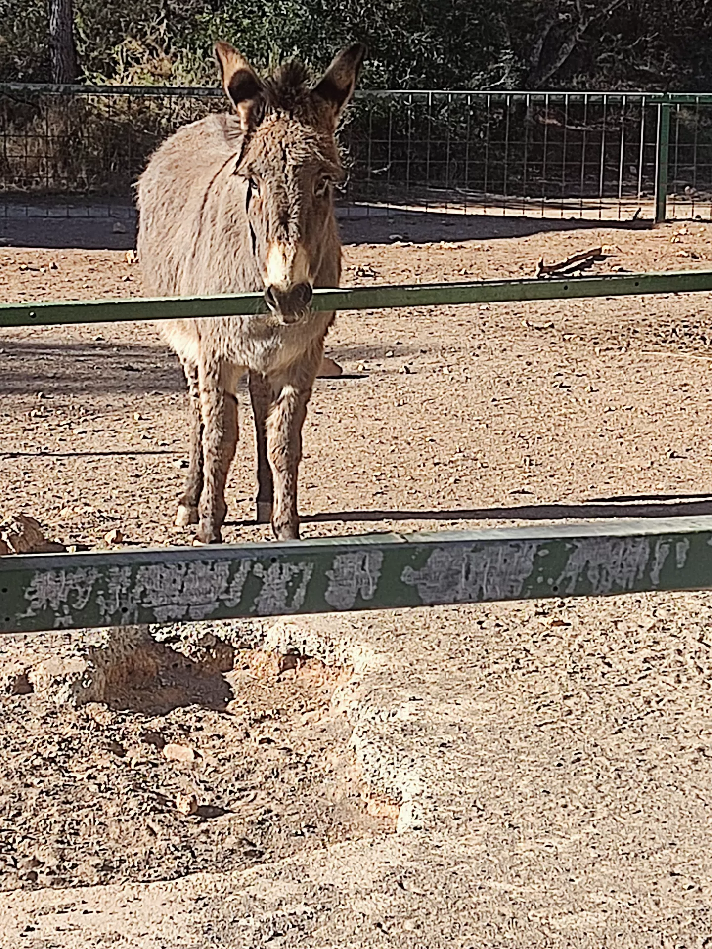 Juan Cardós  en su estacia en El Pla Parque Naturaleza- La Cabaña 4383_3