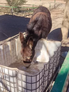 Juan Cardós  en su estacia en El Pla Parque Naturaleza- La Cabaña 4383_4