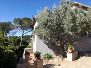 Grand extérieur avec olivier