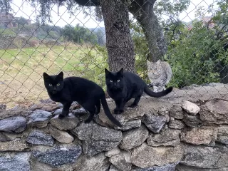 Elena Oliva Elez in your stay in Bungalow Sierra San Vicente 02 6516_1