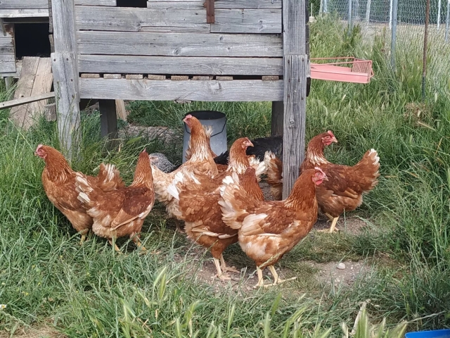 Vistas de las gallinas