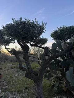 Lluís Garrigues Carbonell en su estacia en Suite Premium 6567_5