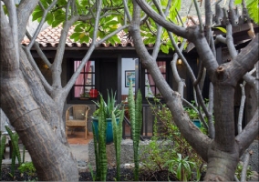 Patio de la casa rural con plantas y árboles canarios