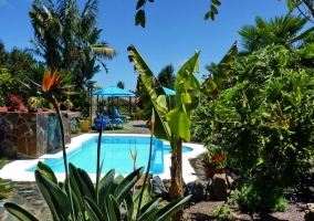 La piscina y la zona de solarium vista entre las plantas