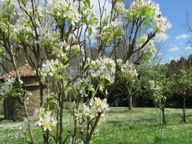 A Painza VII en Viladavil (Santa Maria) (A Coruña)