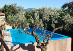 Vistas de la piscina con olivos