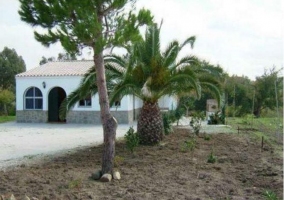 Acceso a la finca con palmeras dentro del terreno