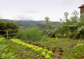 Huerta con productos de la zona