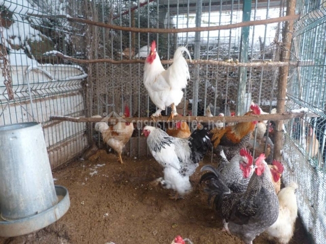 Arbaieta Etxea en Gurendes (Álava)