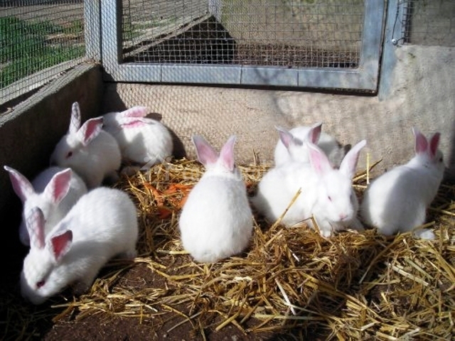 Cal Cargol en Savalla Del Comtat (Tarragona)