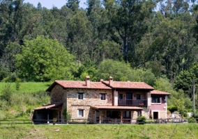 Jardín con margaritas