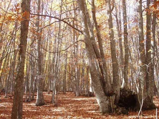 Valdepalomas Turismo Rural en El Tiemblo (Ávila)