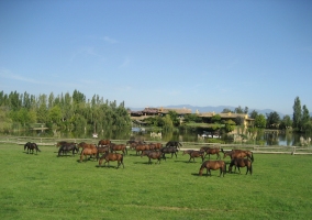 Casa Guadarnés- Yeguada Senillosa