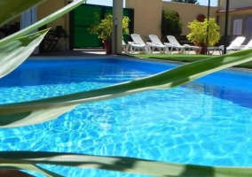 Vistas de la piscina con plantas alrededor