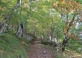 bosques cercanos