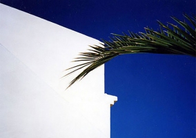 escaleras y palmera