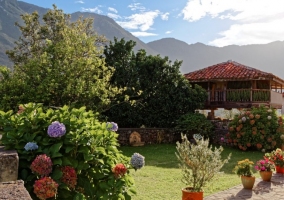 Plantas en el patio trasero