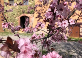 Fachada con flores