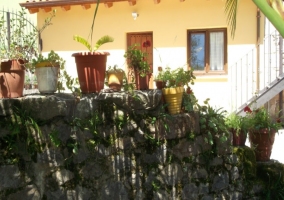 Plantas en el jardín