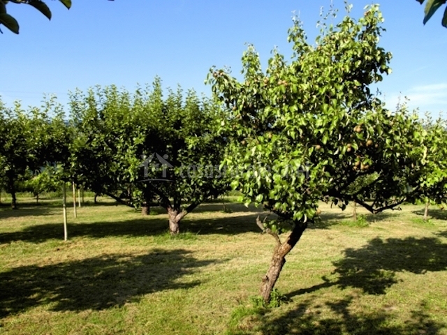 sillas jardín con sillas y porche jardín con árboles frutales sillas jardín con sillas y porche jardín con árboles frutales