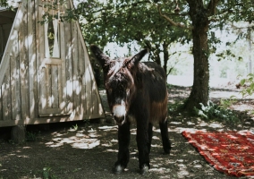 Burro de la finca