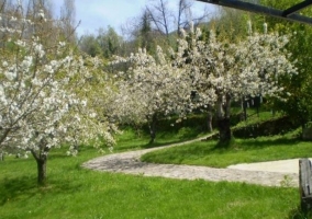 Camino colmado de cerezos