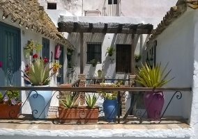 Macetas y plantas en la terraza