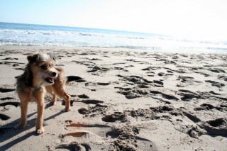 Playas para perros